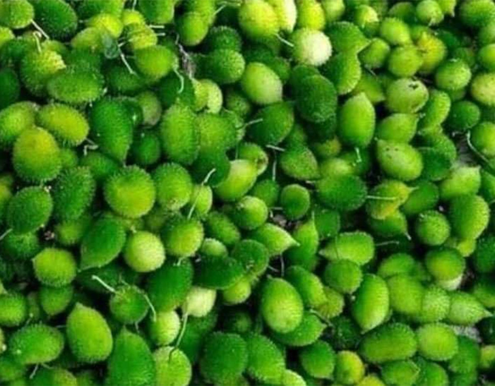 Fresh vegetable selection