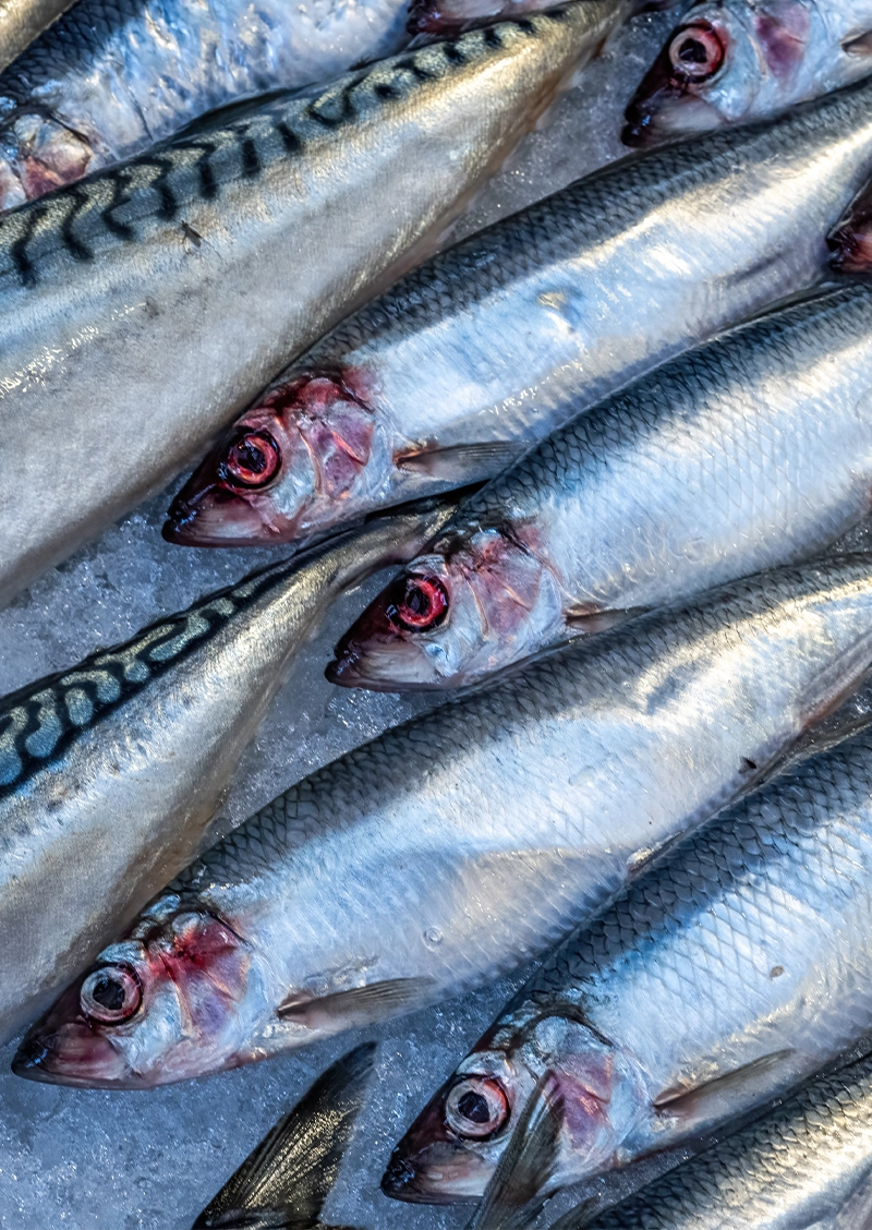 C5 - C Fresh Agro – Ocean Fresh Seafood & Premium Fruits