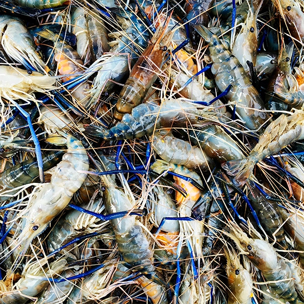 F102 - C Fresh Agro – Ocean Fresh Seafood & Premium Fruits