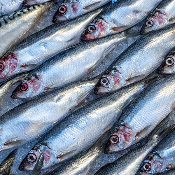 F105 - C Fresh Agro – Ocean Fresh Seafood & Premium Fruits