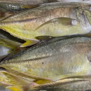 Giant Travelli Portion from C Fresh Agro in Vancouver