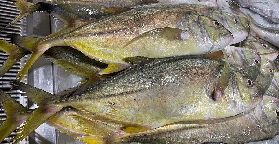 Giant Travelli Portion from C Fresh Agro in Vancouver