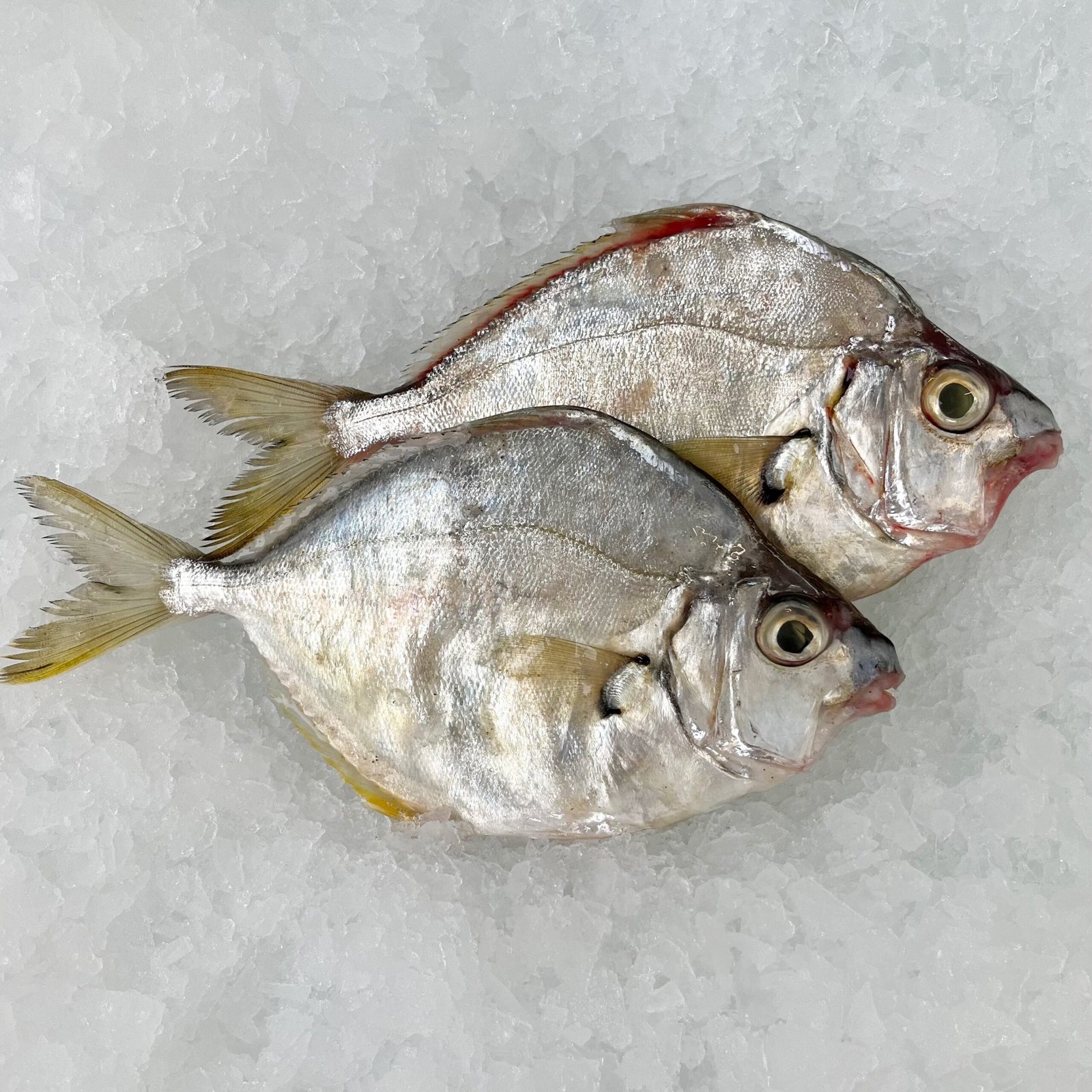Fresh Fish Buying Guide for Vancouver Families - Storage Tip