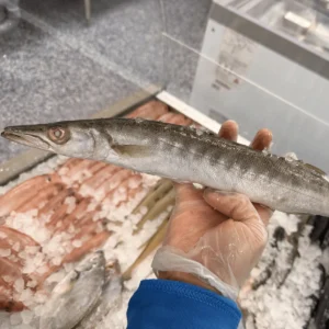 Barracuda from C Fresh Agro in Vancouver