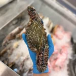 Blue Crab from C Fresh Agro in Vancouver