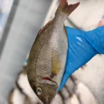 Emperor from C Fresh Agro in Vancouver