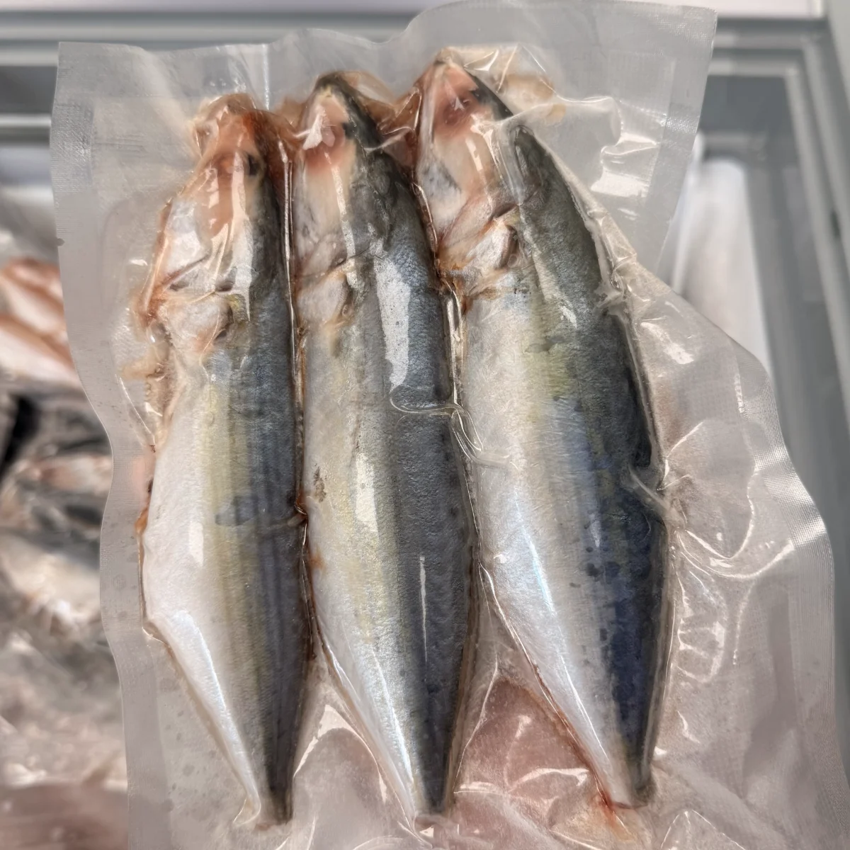 INDIAN MACKEREL from C Fresh Agro in Vancouver