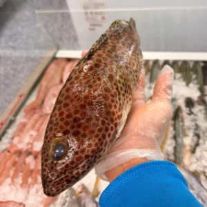 Grouper from C Fresh Agro in Vancouver