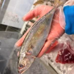 Indian Mackerel from C Fresh Agro in Vancouver
