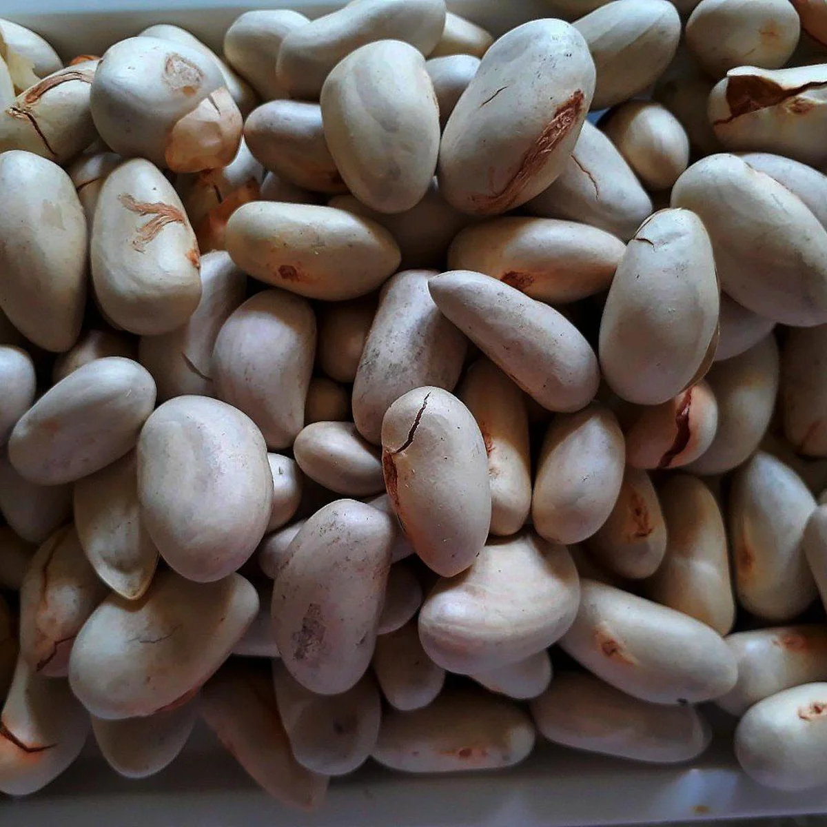 Jack Fruit Seeds from C Fresh Agro in Vancouver