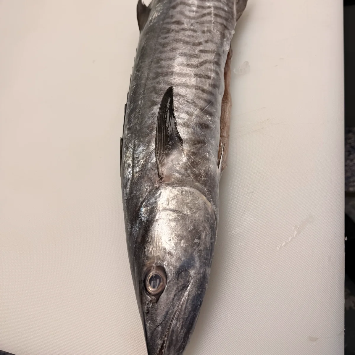 King Fish from C Fresh Agro in Vancouver