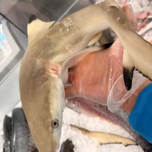 Milk Shark from C Fresh Agro in Vancouver