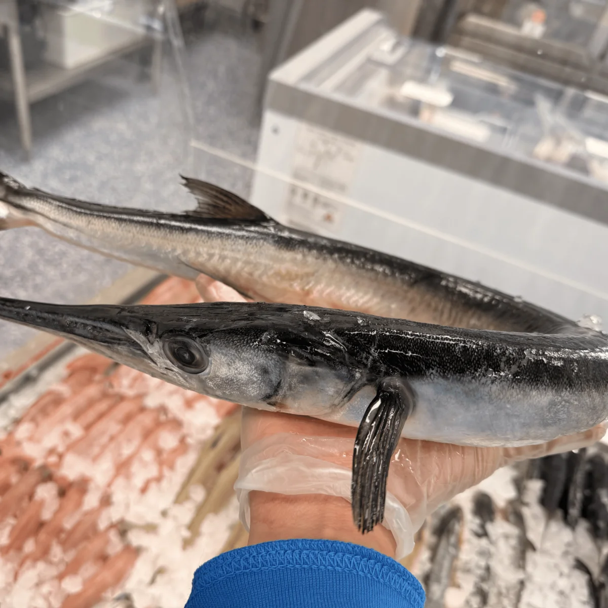Needle Fish from C Fresh Agro in Vancouver