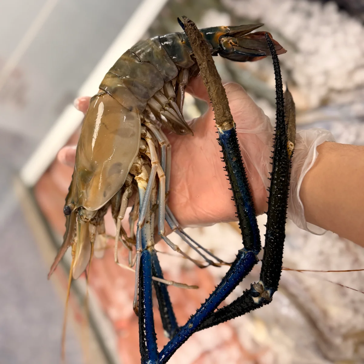 SCAMPI from C Fresh Agro in Vancouver