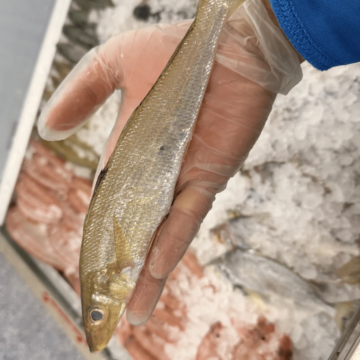 Silver Whiting from C Fresh Agro in Vancouver