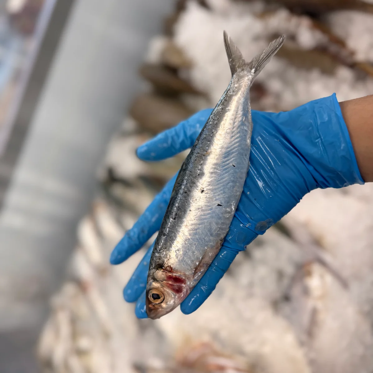 Spotted Sardine from C Fresh Agro in Vancouver