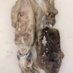 Thondi Squid from C Fresh Agro in Vancouver