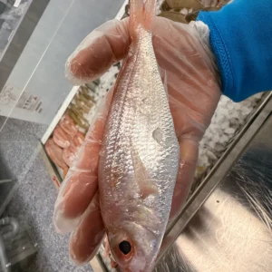Thread Bream from C Fresh Agro in Vancouver