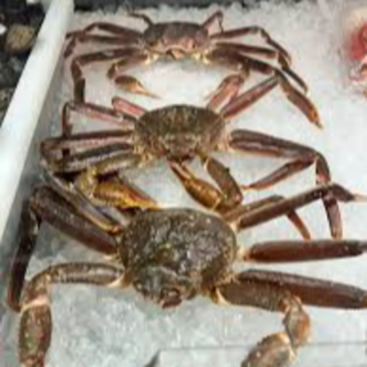 Wild Caught Snow from C Fresh Agro in Vancouver