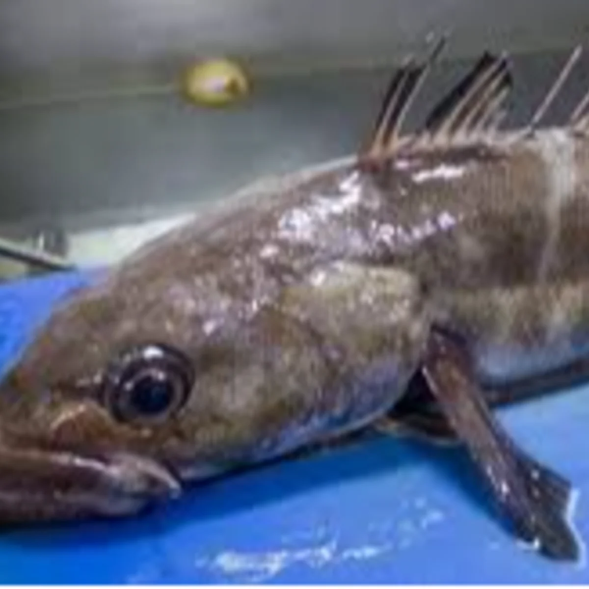 Wild Chilean Bass from C Fresh Agro in Vancouver