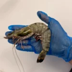 Wild Tiger Shrimp from C Fresh Agro in Vancouver