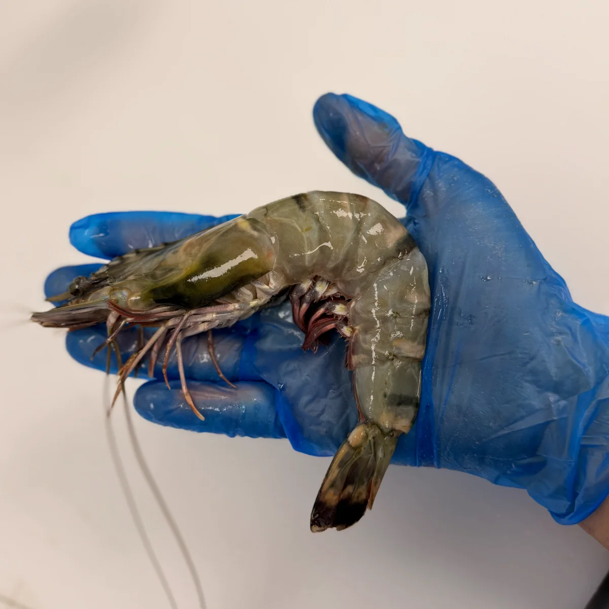 Wild Tiger Shrimp from C Fresh Agro in Vancouver
