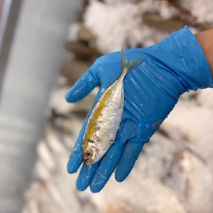 Yellow Strip Scad from C Fresh Agro in Vancouver