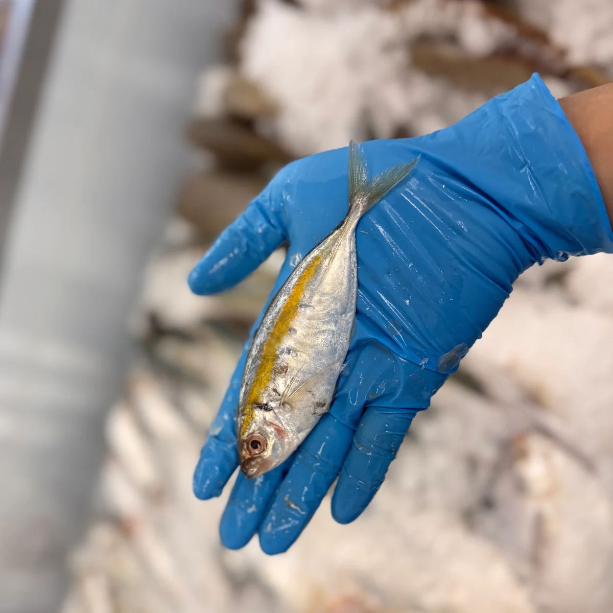 Yellow Strip Scad from C Fresh Agro in Vancouver